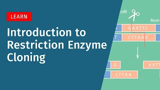 Restriction Enzyme Cloning Explained: How It Works