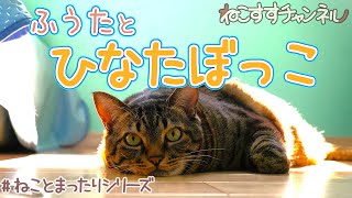 【ねことまったり】ふうたとまどろむ日向ぼっこ【眠れないあなたへ捧げる睡眠用bgm】