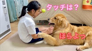 完全になめきった態度で命令を無視する大型犬クッキー【ゴールデンレトリバーとミニチュアダックスフンド】