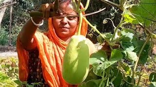 আজকে নিজের হাতে সবজি খেত থেকে সবজি তুললাম।। Village vlog #villagevlog #viralvideos #mylifestyle