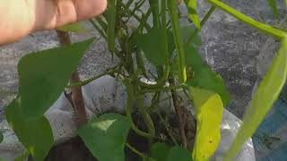 first time vegetable gardening on roof....!!!!@