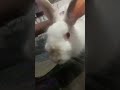 snowball bunny dancing skids dum dum dum