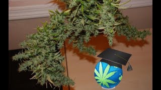 FOXTAILING In Cannabis Plants - How, Why + Is It Good Or Bad?