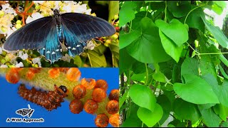 Planting Native Pipevine Aristolochia tomentosa in Alleyway Garden