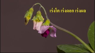 ดนตรีบำบัดของต้นไม้ช่วยเร่งการเจริญเติบโตกระตุ้นการขยายเซลล์พืช