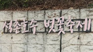 2019 석촌호수 벚꽃축제,롯데월드,jamsil,cherry blossom