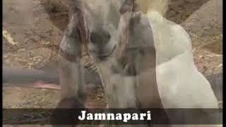 Goat Breed for Stall Fed System - Jamnapari