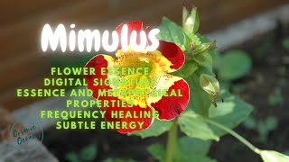 Mimulus  Flower Essence Frequency - Energetic Signature - Flower essence for anxiety