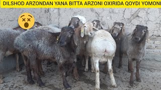 DILSHOD ARZONDA YANA BIR ARZON QOYLAR