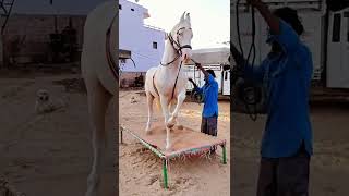 Sapne bade hote hai jinke unko din ke sath rath bhi jagani padti hai//sharukh Khan kallar Whitehorse