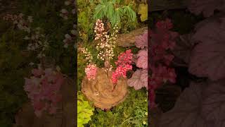 Plantagogo - flower show display of Heuchera Heucherella and Tiarella