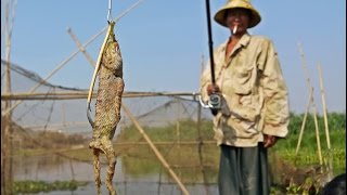 ตกปลาเหยื่อกิ้งก่าสดคลองโตนเลสาบ Tonle Sab Fishing in Cambodia