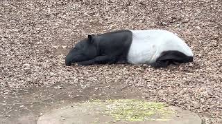 マレーバク♪ 千葉市動物公園　2023年3月12日