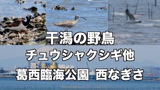 干潟の野鳥 葛西臨海公園 鳥名間違ってたので再編