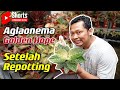 (Eps. 199) Kondisi Aglaonema Golden Hope Setelah Repotting | Rimawan Vlog