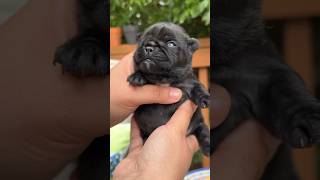 Puppy opens eyes for the FIRST time - first ten days #puppy #dogs #pets #frenchbulldog #cute #shorts