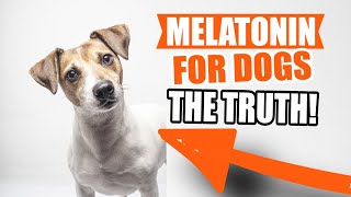 MELATONIN for DOGS: 🐶💉Uses, Dosage and Side Effects