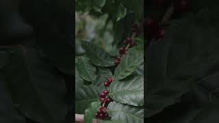 Coffee beans, plants \u0026 harvest #fruits #shorts