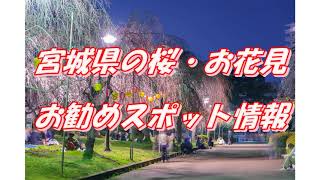 【宮城県】桜・お花見スポット情報＜19選＞