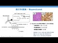 成人t細胞白血病・リンパ腫 －治療・予後ー 棟方理　～主に医療者向け～【国立がん研究センター希少がんセンター】