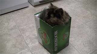 Moosehead Box Cat / ムースヘッド 箱猫