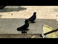 black colour australian pigeon 💞💖💞