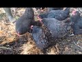 Chicken Composting - Designing 'Pasture' and Windrows for winter