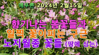 24년 2.15) 향기나는봄꽃/지금심는 구근/땅에심는 노지월동꽃