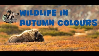 Wildlife photography - Autumn at Dovrefjell, Norway