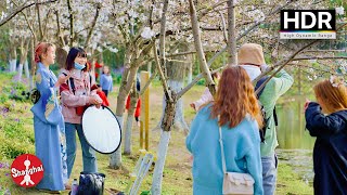 [4K HDR] 🌸Cherry Blossom in Century Park Shanghai | Huge park in the center of Shanghai 上海世纪公园 樱花岛