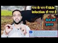 गाय के थन में Skin Infection हो गया है कई महीनो से ठीक नहीं हो रहा कैसे करें इलाज #VijendraVetgyan