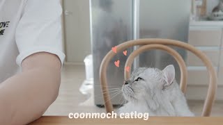 아빠한테 따박 따박 말대답 할고양? 대답하는 고양이 | Cat vlog