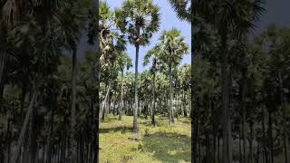 palm tree forest #palm #tree #vaadathambi #village #tamilnadu #shorts #tamil #tamizhan