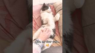 Milo the cat is so cute it's irresistible! #shorts #cat #pets #animals #funny #cute