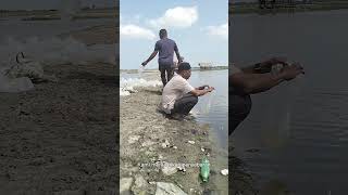 Release of Vannamei Shrimp Post-Larvae into the Pond\