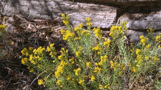 Desert Plants – Turpentine Bush