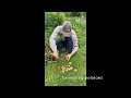 westfield moment 17 harvesting potatoes