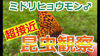 【超接近昆虫観察】＃006 ミドリヒョウモン♂