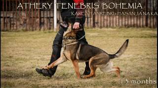 ATHERY TENEBRIS BOHEMIA 13m