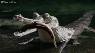 Gharials Return to JungleWorld | Bronx Zoo