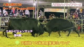 【石垣島の闘牛大会】八重山闘牛チャレンジTougyu2022 天翔暁 VS寿寛興業零次パンダ