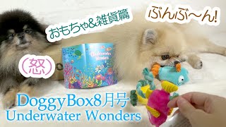 壊した？神回！？PR天才ポメラニアンがDoggyBoxの玩具を紹介したら衝撃的でした…！（おもちゃ②・雑貨篇）≪#675 ≫