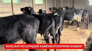 БОҚМА БУҚАЛАРНИ ДАХШАД АРЗОНЛАРИ ЗИЁДЖОНГА КЕЛДИ ШОШИЛИНГ.