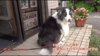 犬の写真と家族写真　スタジオ撮影　千葉県・船橋・佐倉・印西　【042】