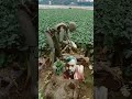 ਰੋਬੋਟ ਕੰਮ ਕਰਦਾ ਹੋਇਆ ਖੇਤ ਵਿੱਚ virlaviedo vigovideo shotviedo ytshorts farming agriculture satis