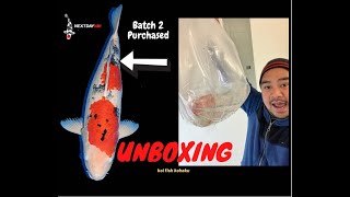 Next Day Koi - Kohaku Koi breed  Unboxing