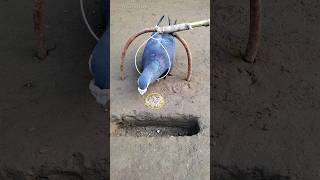 Pigeon trap | bird trap | pura trap making #shorts #youtubeshorts #ytshorts