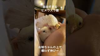 自由すぎるヒメウズラ雛　Too free, quail chick