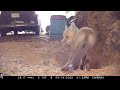 red fox kit purr growl. turn up the volume