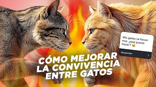 Cómo MEJORAR la RELACIÓN ENTRE GATOS 😾💥😼 que no se llevan bien | Casos reales de convivencia felina🏠